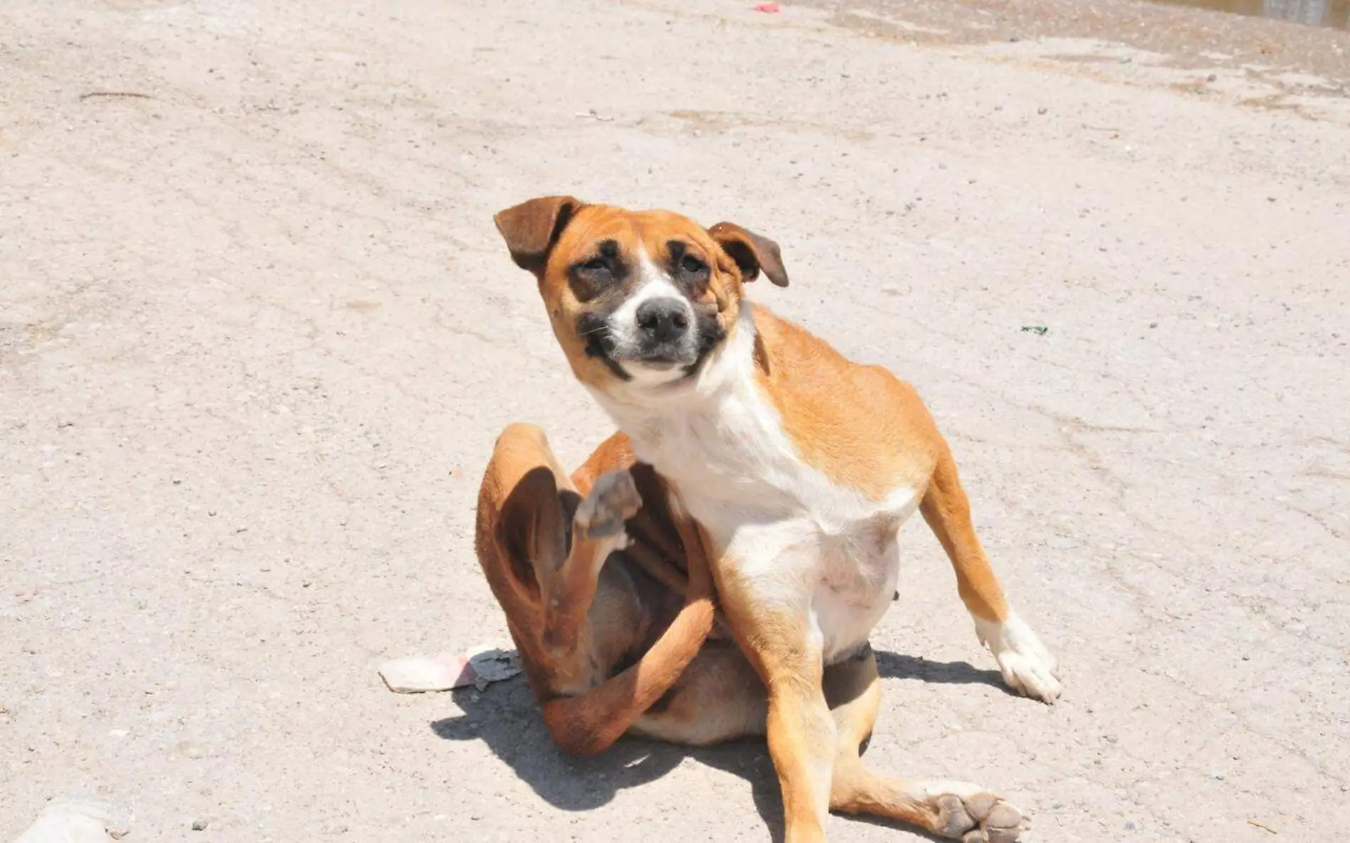 Perros callejeros problemática social